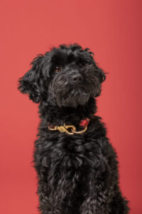 hund vor rotem hintergrund