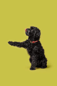 schwarzer hund vor gelbem hintergrund