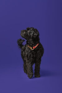 hund vor dunkelblauem hintergrund