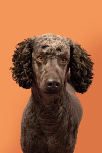 4 hund fotostudio münchen haidhausen ein hund vor fotohintergrund