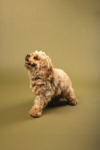 ein hund vor fotohintergrund