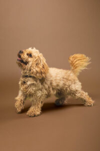 1hund fotostudio münchen haidhausen ein hund vor fotohintergrund