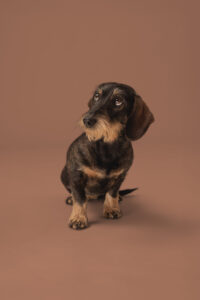 dackel vor braunem hintergrund