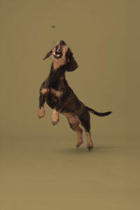 dackel springt um leckerli zu schnappen