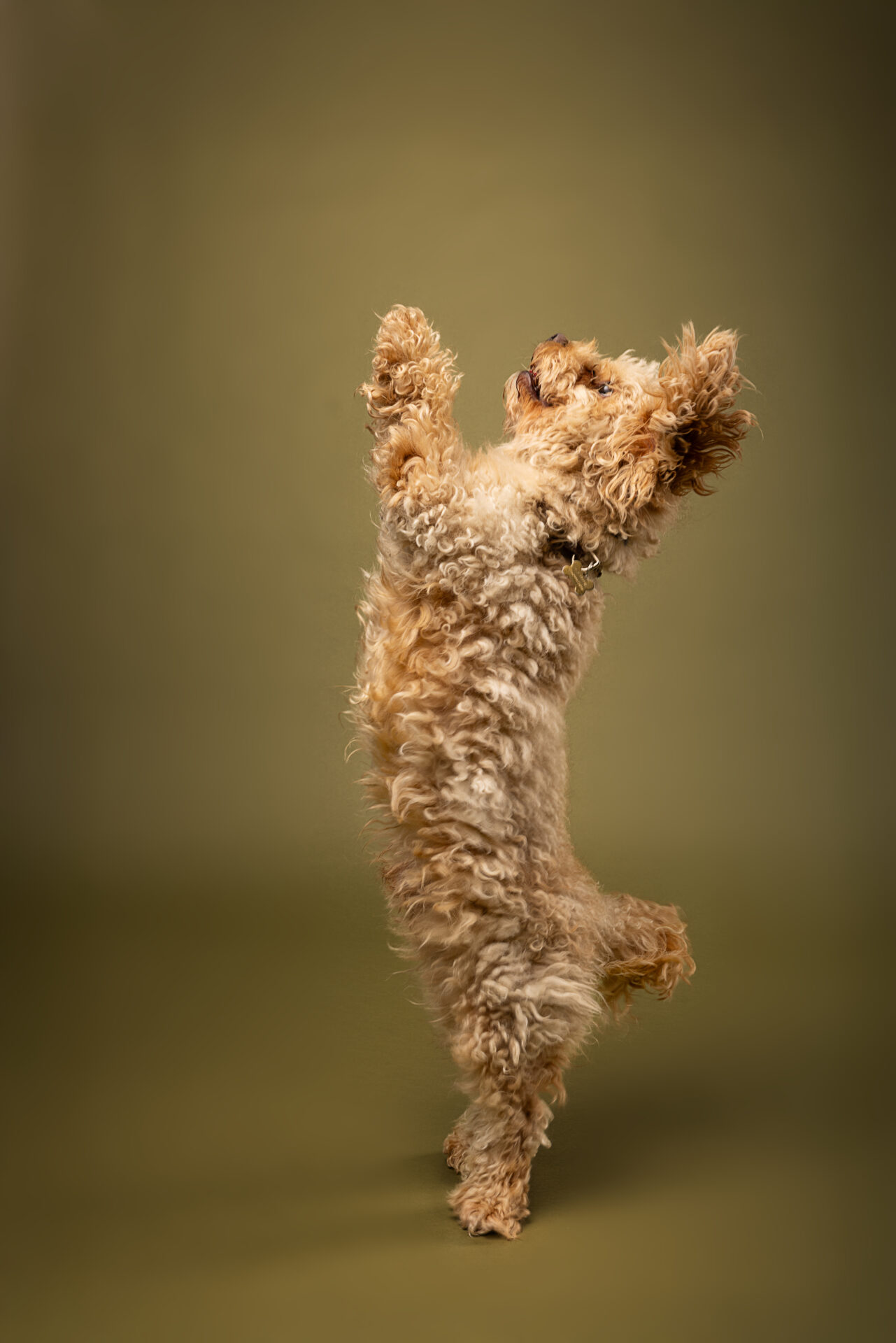 ein hund vor fotohintergrund